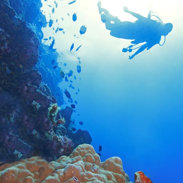 Buceo en Puerto Penasco